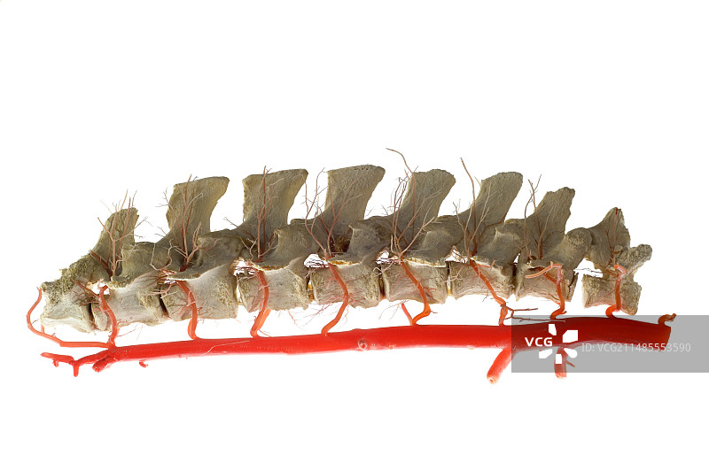 猪腰椎图片素材