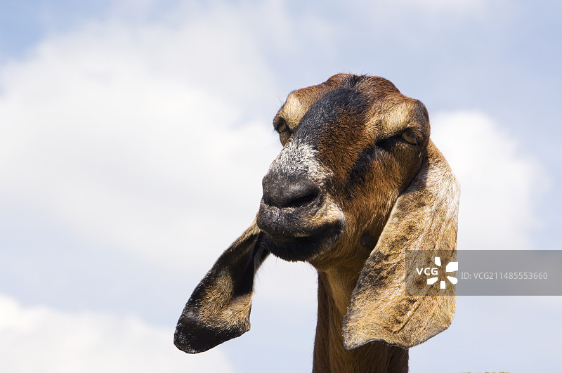 英国努比亚山羊图片素材