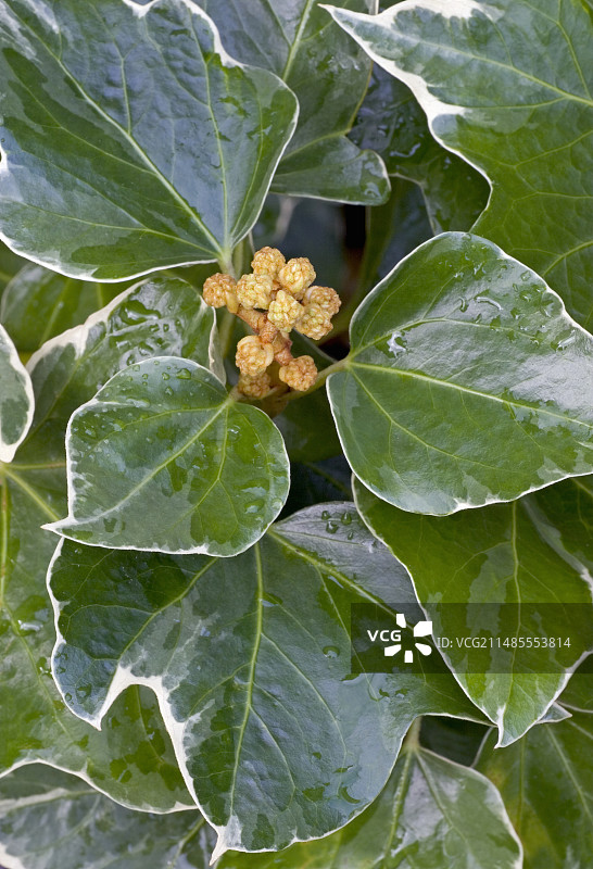 常春藤灌木图片素材