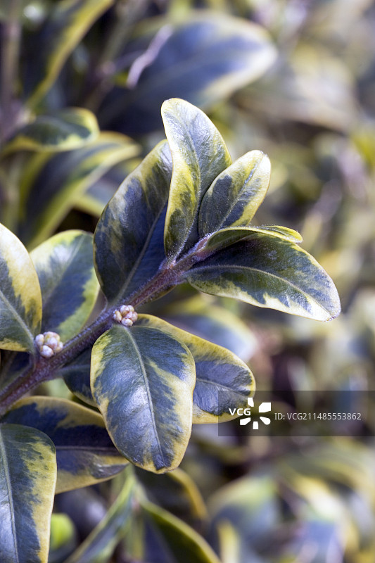 普通黄杨木图片素材