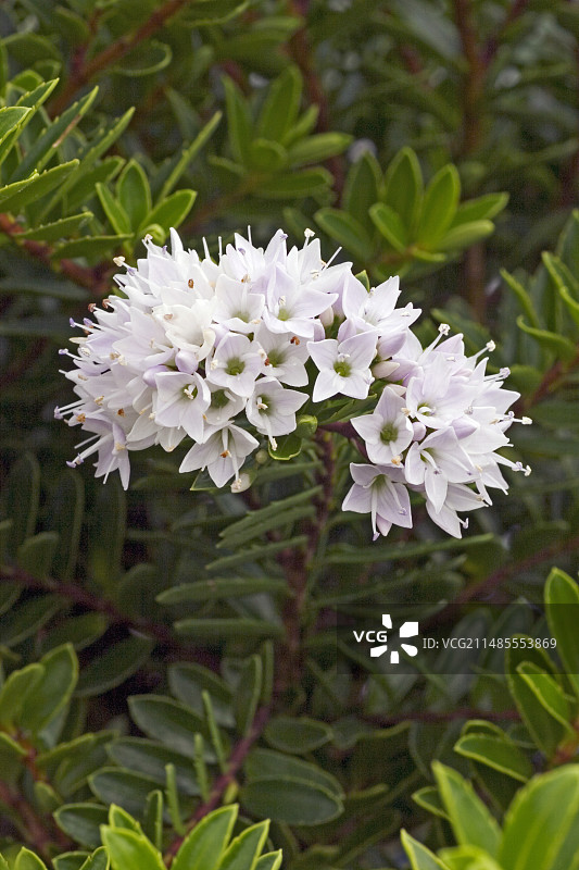 迪奥斯米叶风轮菜图片素材