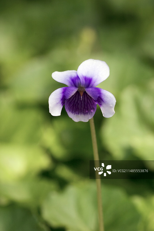 澳大利亚堇菜图片素材
