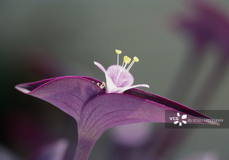 紫鸭跖草图片素材