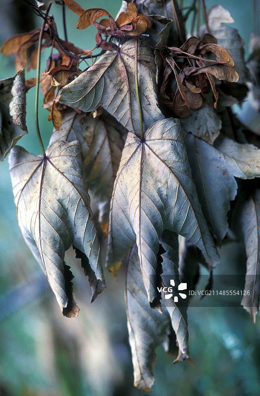 凋零的梧桐叶图片素材