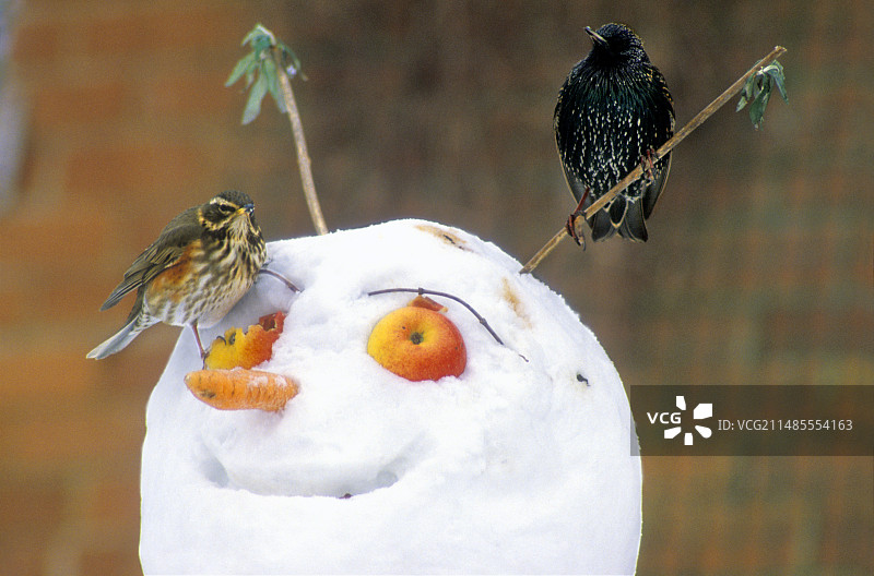 栖息在雪人上的小鸟图片素材