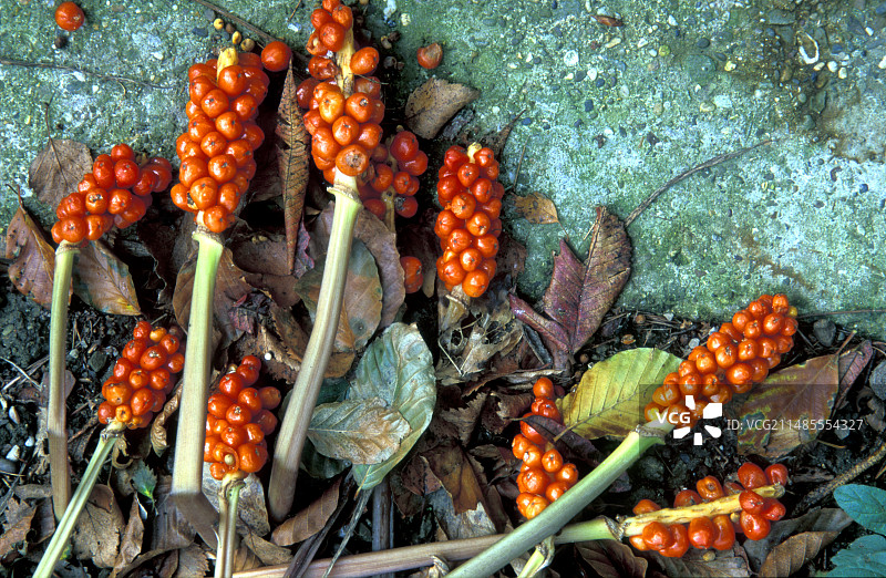 大型姑婆芋图片素材