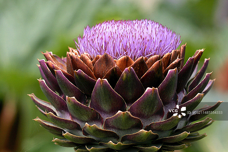 朝鲜蓟花图片素材