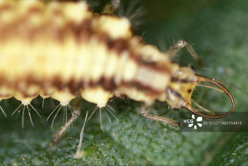 绿色草蛉幼虫图片素材