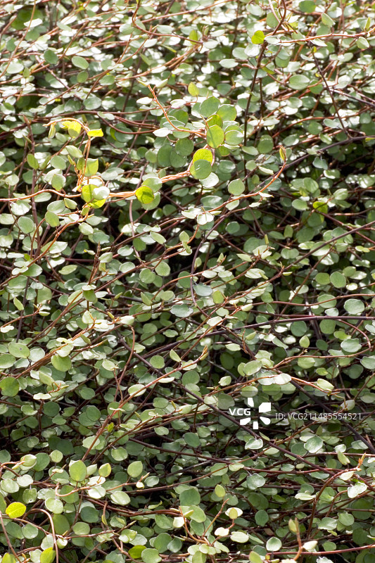 铁线蕨藤图片素材