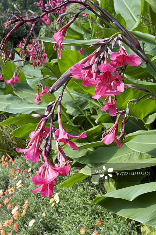 美人蕉图片素材