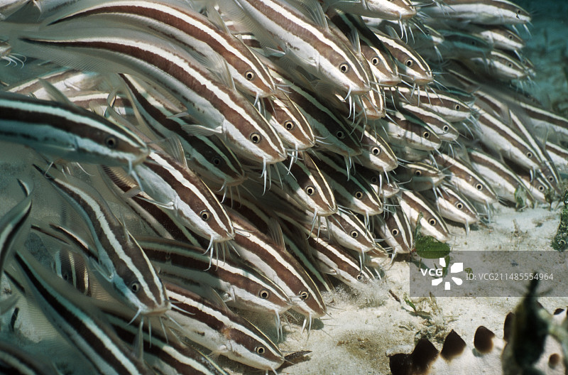 条纹鲶鱼图片素材