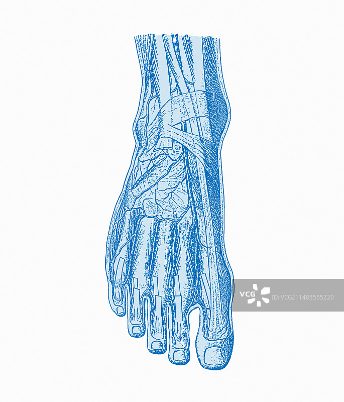 足部解剖图片素材