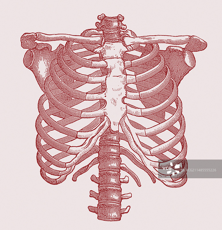 胸骨图片素材