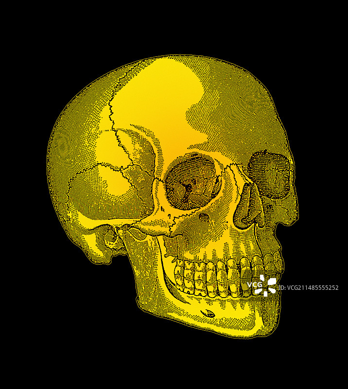 人类头骨图片素材