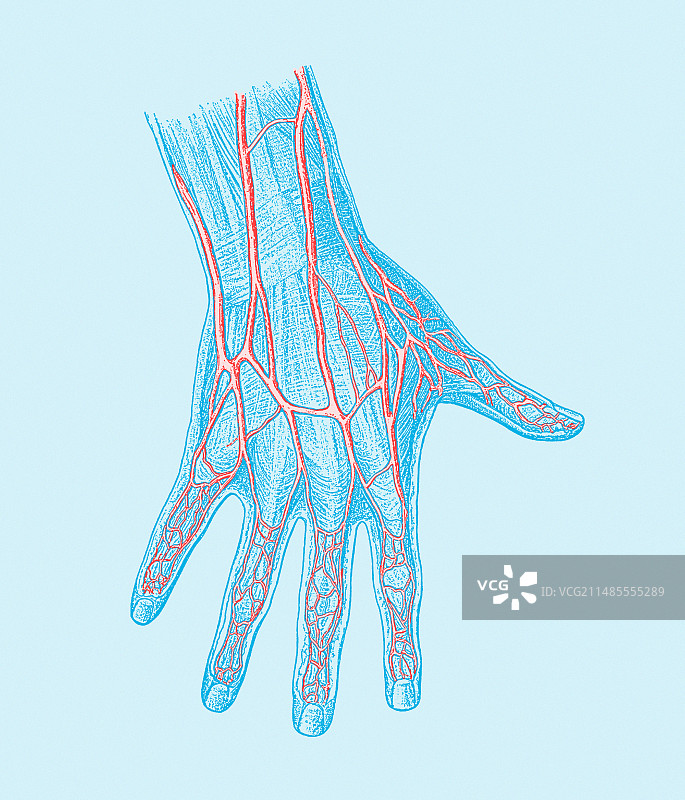 手部血管图片素材