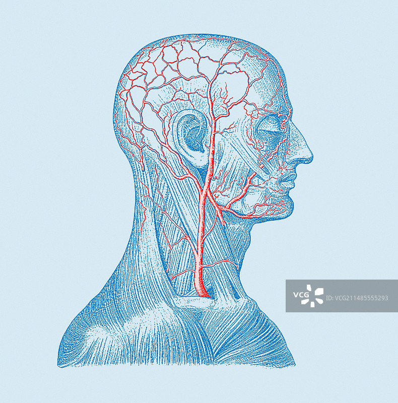 头部静脉图片素材