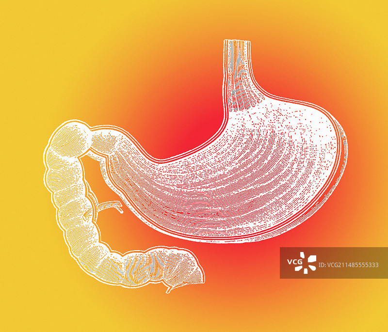 胃部解剖图片素材