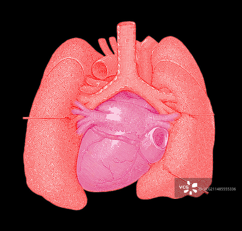心脏和肺图片素材