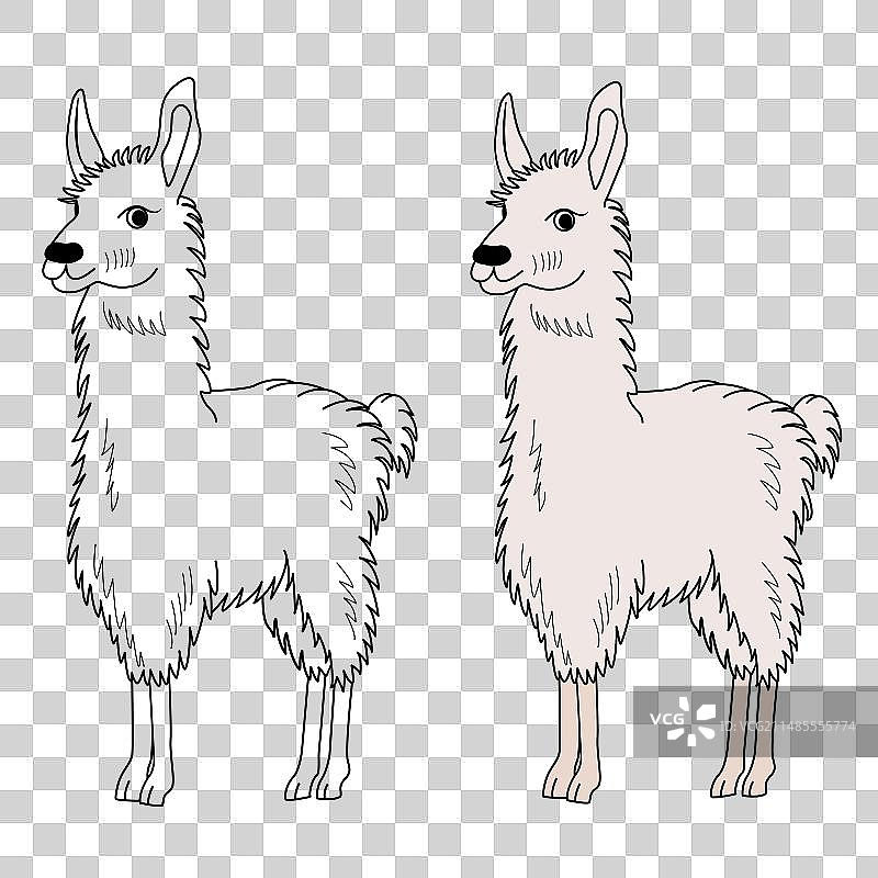 儿童涂色书可爱卡通美洲驼图片素材