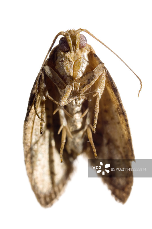 死飞蛾图片素材