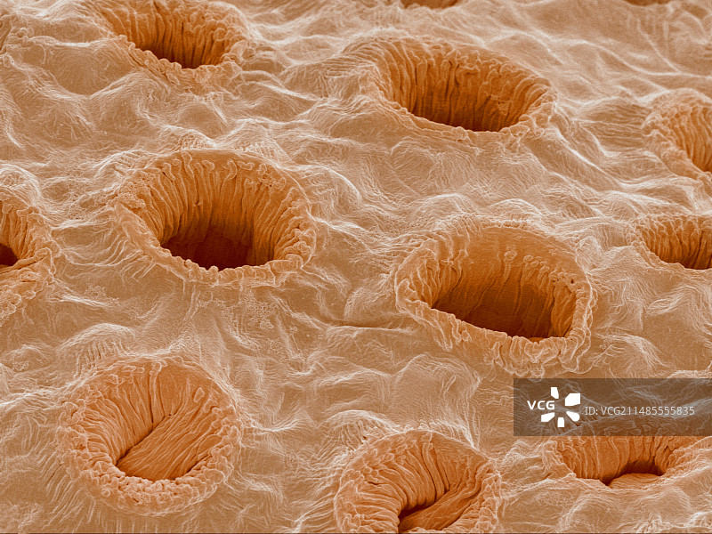 植物气孔扫描电镜图图片素材