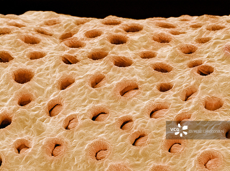 植物气孔扫描电镜图图片素材