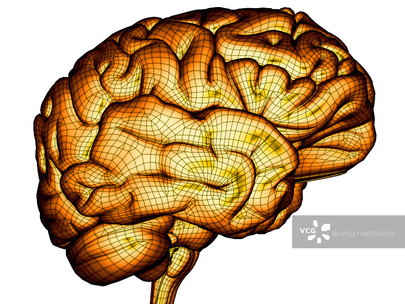 人类的大脑图片素材