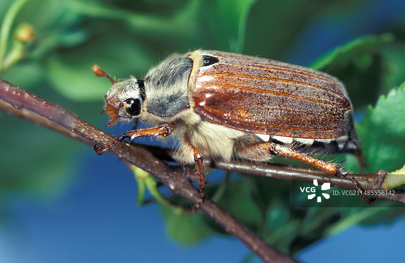 欧洲金龟图片素材
