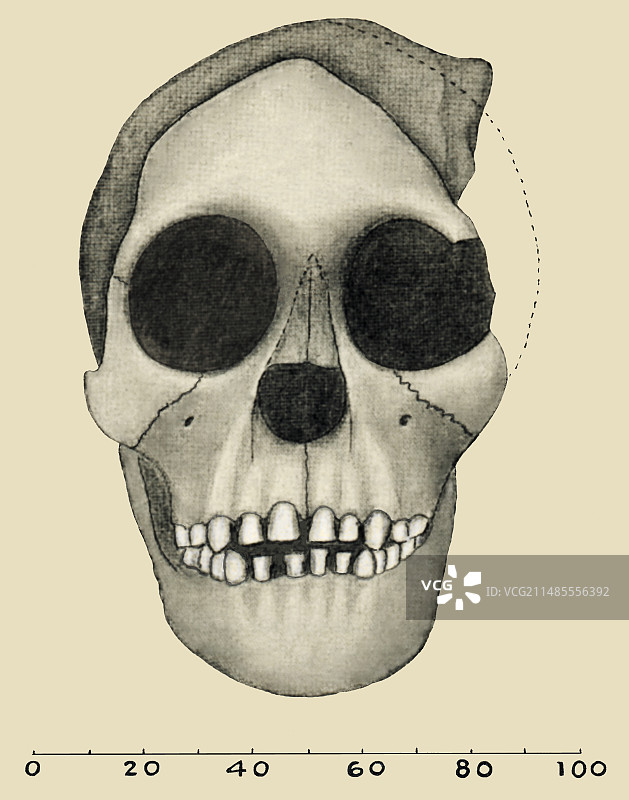 汤恩幼儿头骨图片素材