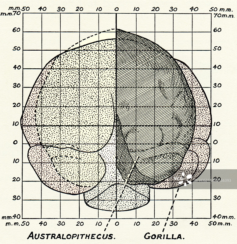 南方古猿和大猩猩的大脑图片素材