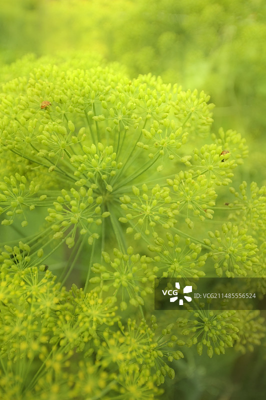 莳萝（Anethum graveolens）图片素材