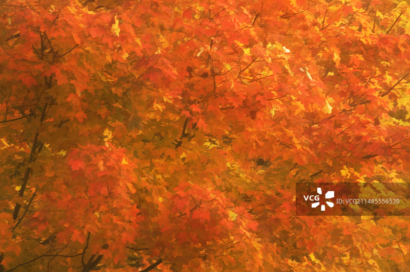 秋天的枫叶图片素材