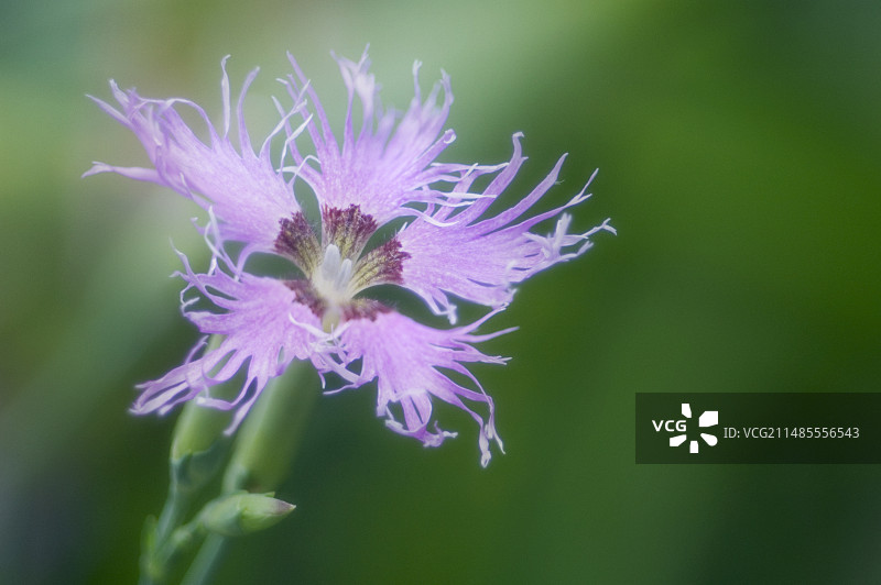 彩虹香石竹混合品种图片素材