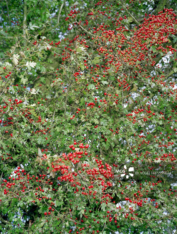 山楂浆果，宾夕法尼亚山楂图片素材