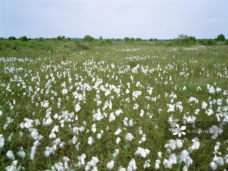 芬恩的苔藓图片素材