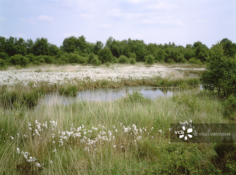 芬恩的苔藓图片素材
