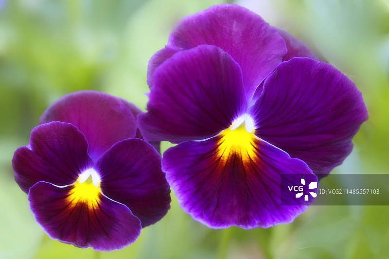 三色堇（维奥拉）图片素材