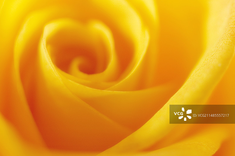 玫瑰花瓣图片素材