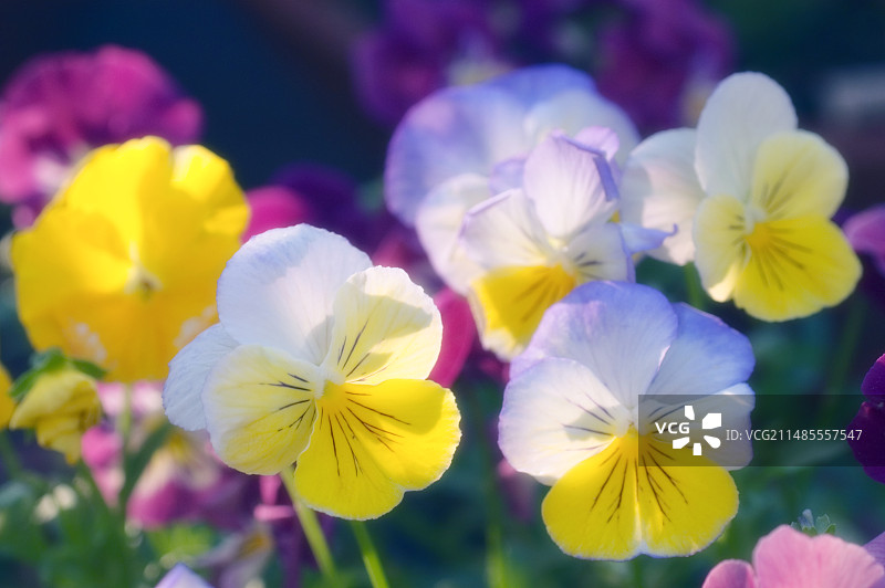 三色堇（维奥拉）图片素材