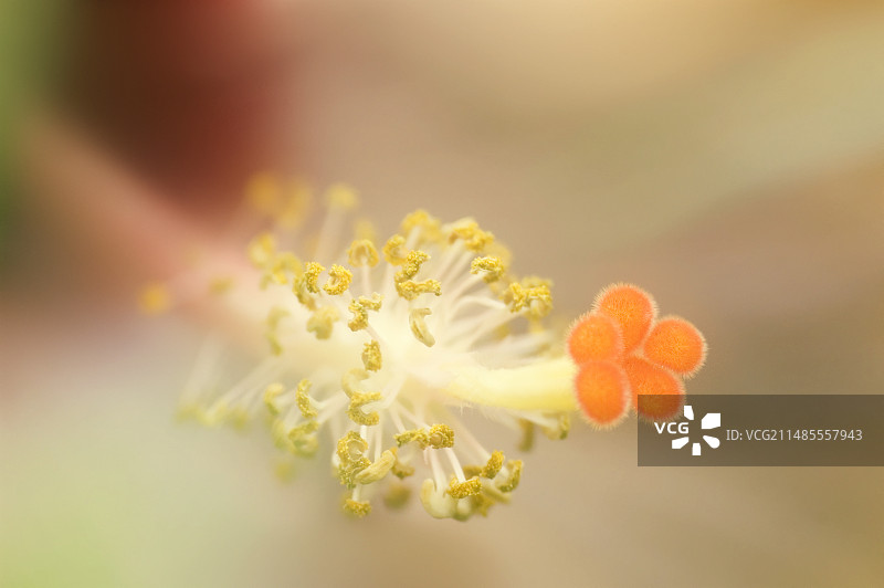 芙蓉花的生殖器官图片素材