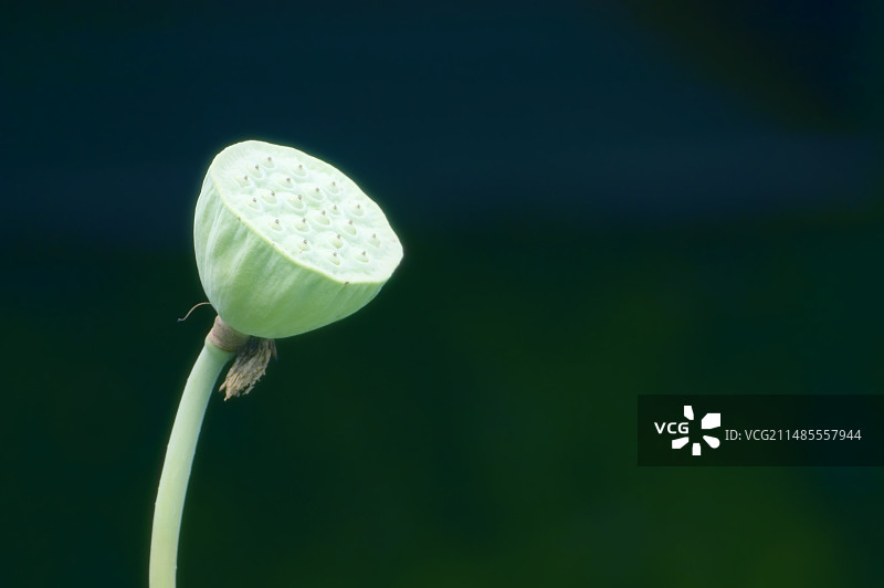 莲花莲蓬图片素材