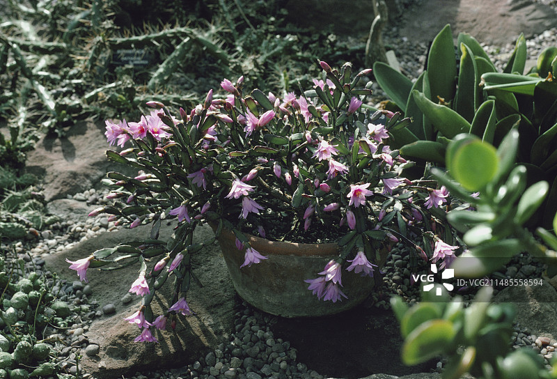 复活节仙人掌图片素材