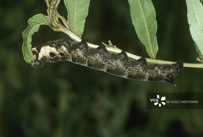 天蛾幼虫图片素材