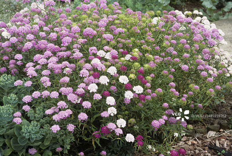 屈曲花（伊比利亚“仙女系列”）图片素材