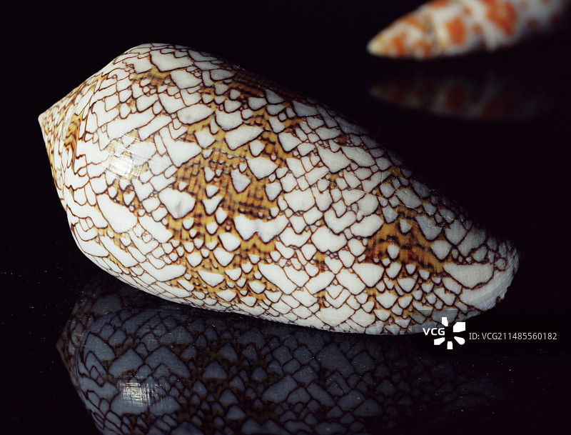 纺织品锥形贝壳图片素材