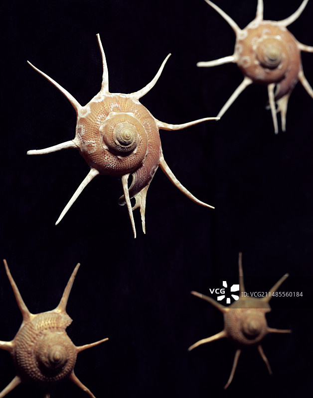 Yoka星涡螺图片素材