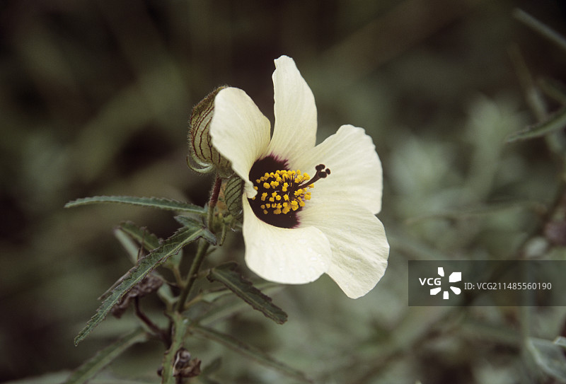 野生芙蓉花图片素材