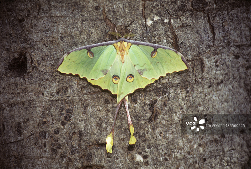 非洲月亮蛾图片素材