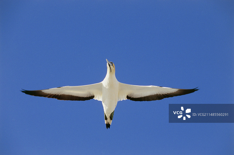 海角鲣鸟图片素材