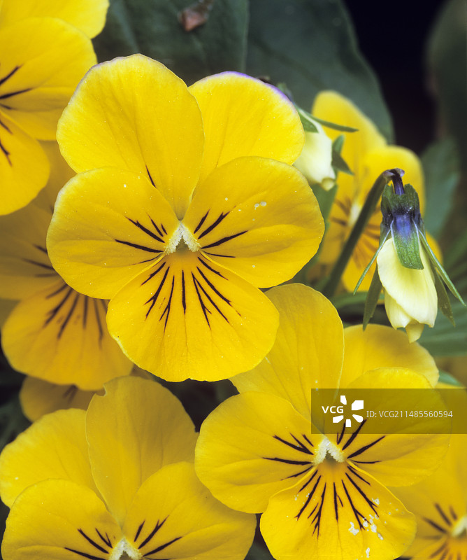 三色堇图片素材